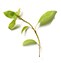 การบูร (Camphor)