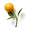 ส้ม (Orange)