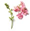 วิลโลเฮิร์บ (Willowherb)