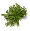กุหลาบทะเลทราย (Rose of Jericho)
